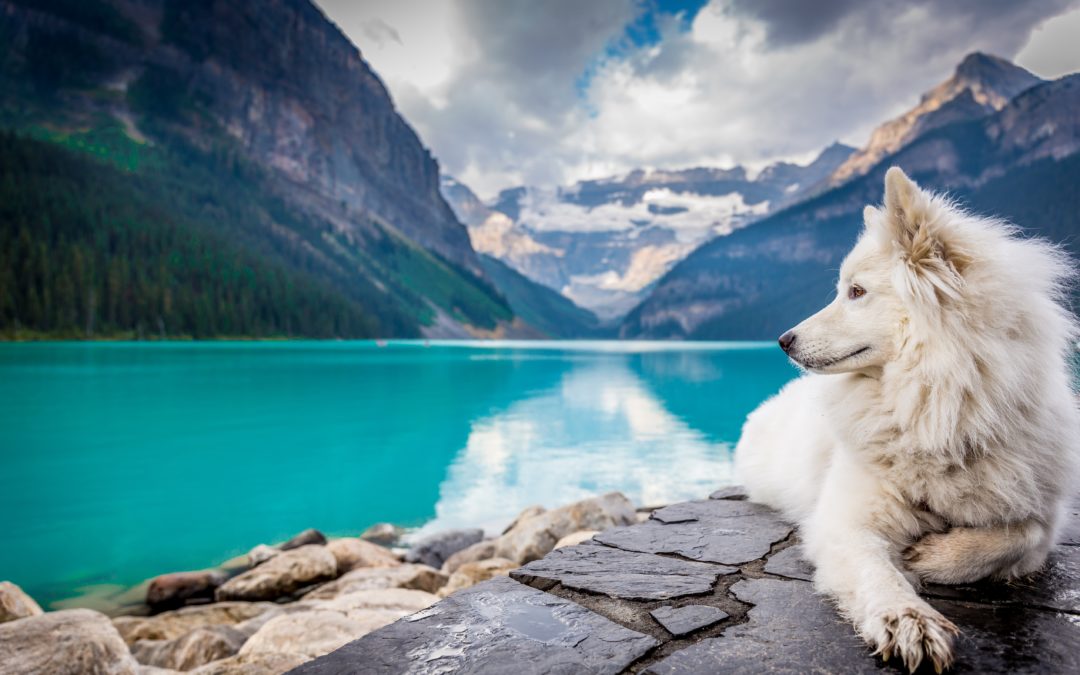 A white dog sitting on a rock formation near a large mountain pond.